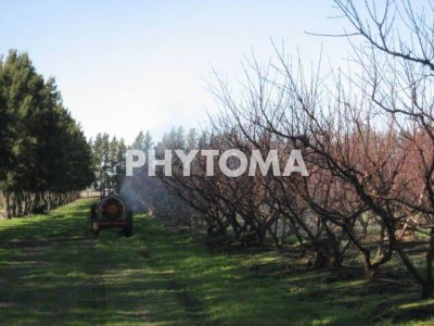 Xanthomonas arborícola pv. pruni